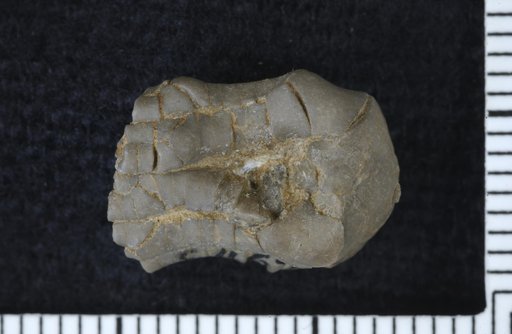 Paianocrinus aptus Strimple