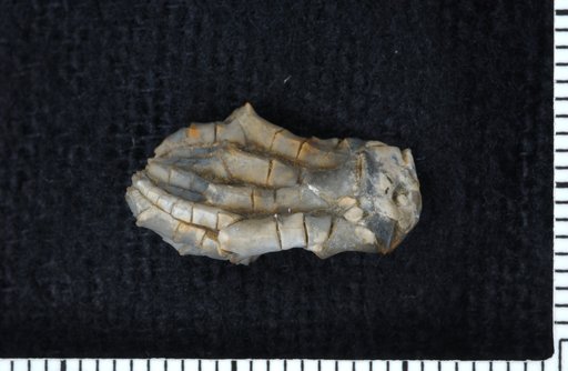 Exocrinus multirami Strimple