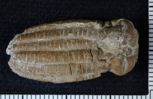 Phanocrinus alexanderi Strimple