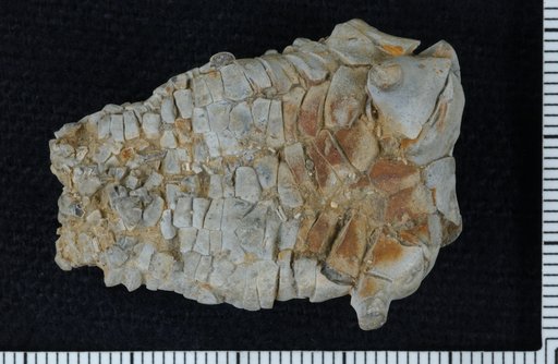 Plaxocrinus oeconomicus Strimple