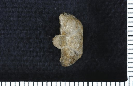 Apographiocrinus rotundus Strimple