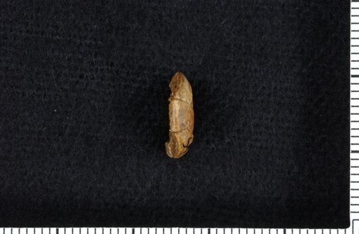 Aesiocrinus paucus Strimple