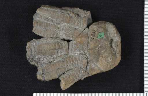 Delocrinus magnificus Strimple