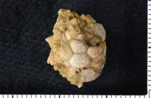 Malaiocrinus azygous Strimple