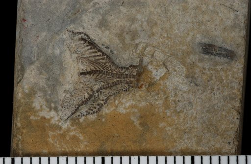 Dichocrinus dilatus Strimple & Watkins
