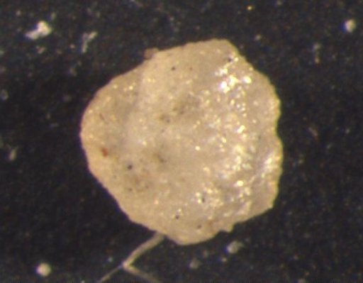 Tytthocrinus alamogordoensis Strimple & Koenig