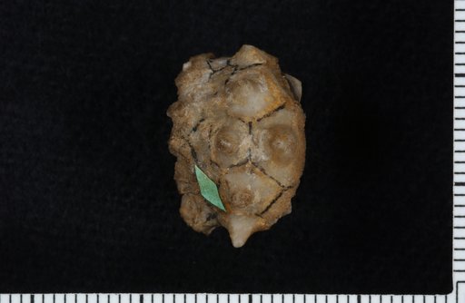 Actinocrinus multicornus Lyon