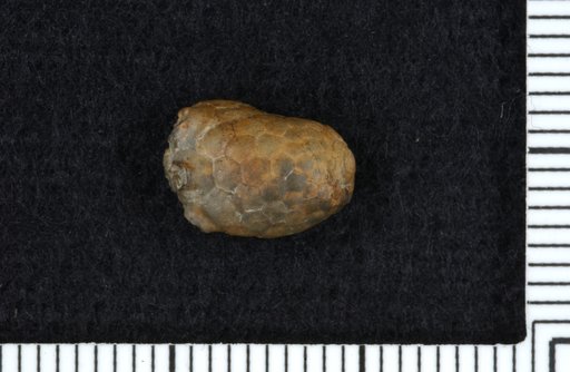 Acrocrinus elegans Strimple