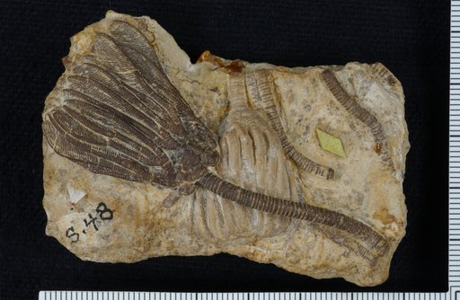 Rhodocrinus kirbyi Wachsmuth & Springer