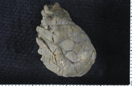 Telikosocrinus caespes Strimple