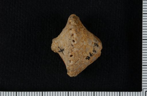 Batocrinus laura var. sinuosus Hall