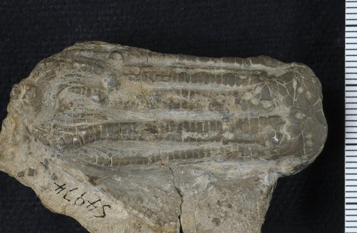 Phanocrinus irregularis Strimple