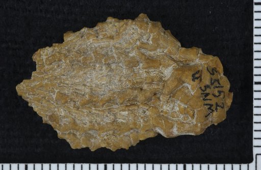 Ramulocrinus consectatus Strimple & Watkins