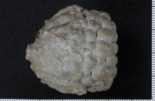 Megistocrinus concavus Wachsmuth