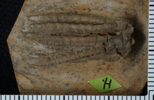 Tropiocrinus carinatus Kirk