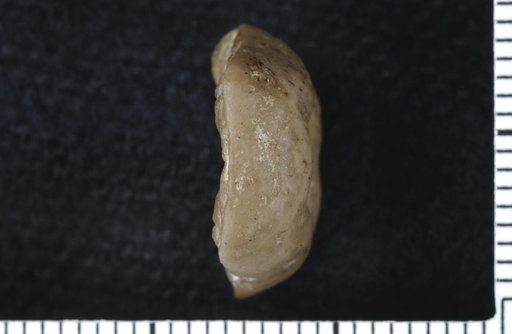 Paradelocrinus iolaensis Strimple