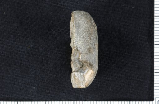 Delocrinus separatus Strimple