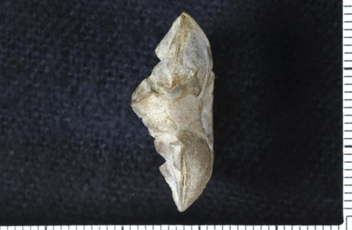 Perimestocrinus hexagonus Strimple