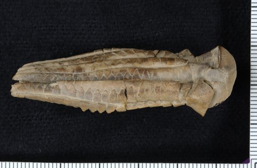 Delocrinus elongatus Strimple