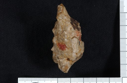 Actinocrinus abnormis Lyon