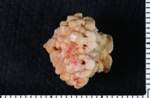 Eretmocrinus rugosus Wachsmuth & Springer