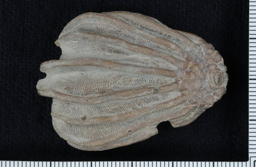 Dizygocrinus montgomeryensis var. unibrachiatus Wachsmuth & Springer