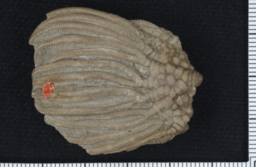 Dizygocrinus whitei var. didactylus Wachsmuth & Springer