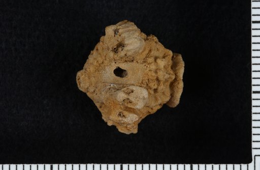 Aorocrinus cassedayi Lyon
