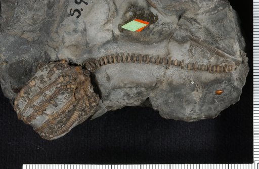 Aorocrinus armatus Goldring