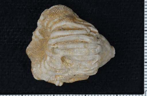 Dizygocrinus originarius var. adultus Wachsmuth & Springer