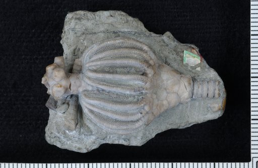 Lobocrinus spiniferus Wachsmuth & Springer