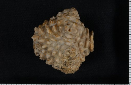 Actinocrinus yandelli Shumard