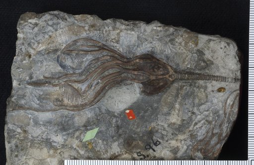 Gaurocrinus magnificus Miller