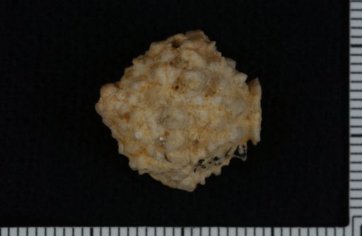 Actinocrinus cloelia Hall
