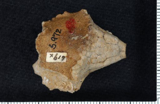 Dorycrinus devonicus Springer
