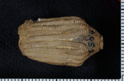 Aorocrinus radiatus Wachsmuth & Springer