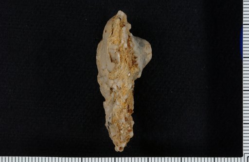Actinocrinus remibrachiatus Hall