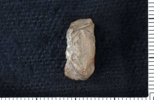 Eupachycrinus platybasis White