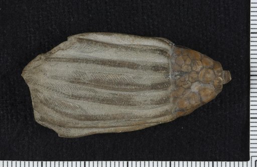 Batocrinus agnatus Miller