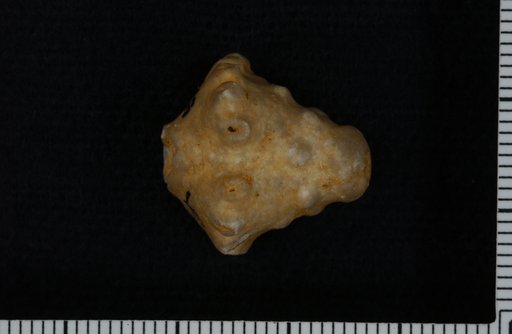 Batocrinus variabilis Miller & Gurley