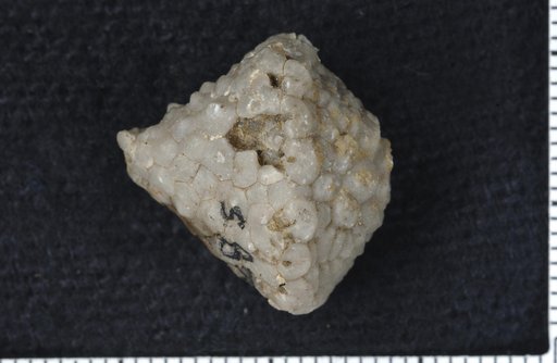 Dizygocrinus unionensis Wachsmuth & Springer