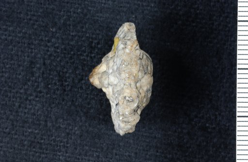 Wilsonicrinus discoideus Springer