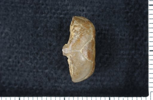 Erisocrinus planus White