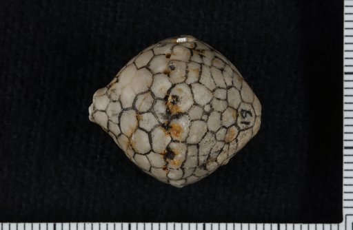 Batocrinus complanatus Miller & Gurley