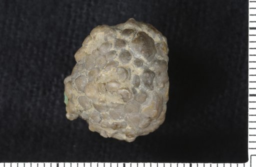 Diabolocrinus perplexus Wachsmuth & Springer