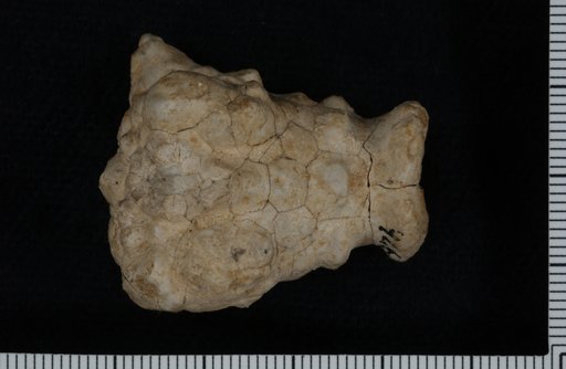 Actinocrinus missouriensis Shumard