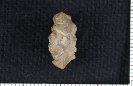 Cyathocrinus stillativus White