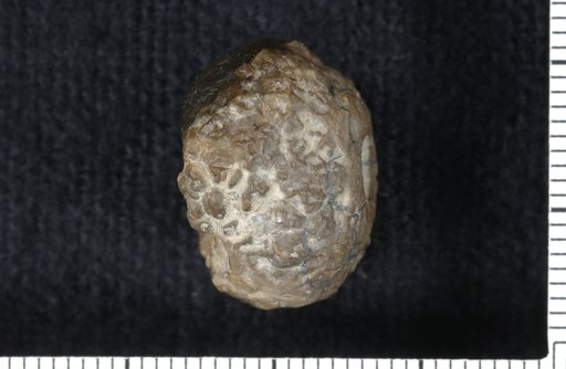 Diabolocrinus hieroglyphicus Wachsmuth & Springer