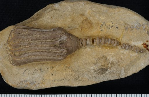 Dorycrinus immaturus Wachsmuth & Springer