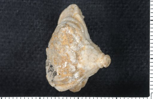 Dizygocrinus originarius Wachsmuth & Springer